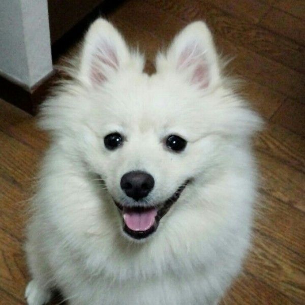 笑顔をみせる白いポメラニアン