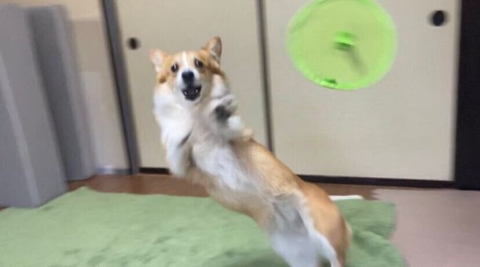 フリスビーのキャッチに失敗してしまった、せこむちゃん