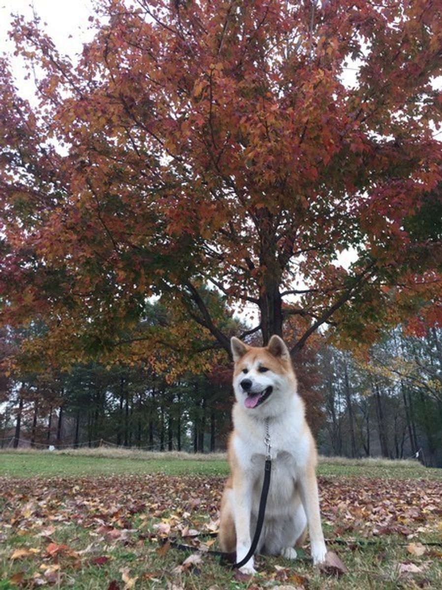 秋田犬の性格って しつけや飼い方のコツとは アプリ画像付き いぬのきもちweb Magazine 秋田犬の性格って しつけや飼い方のコツとは アプリ画像付き いぬのきもちweb Magazine