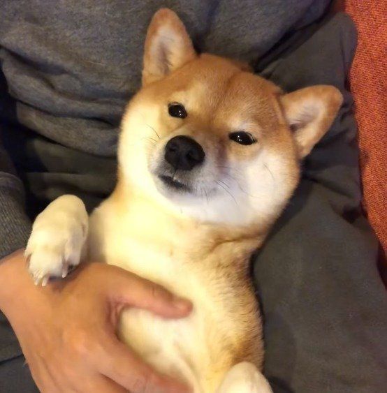 脱力中の柴犬コウちゃん