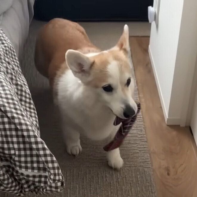 巧みに逃げるノエちゃん