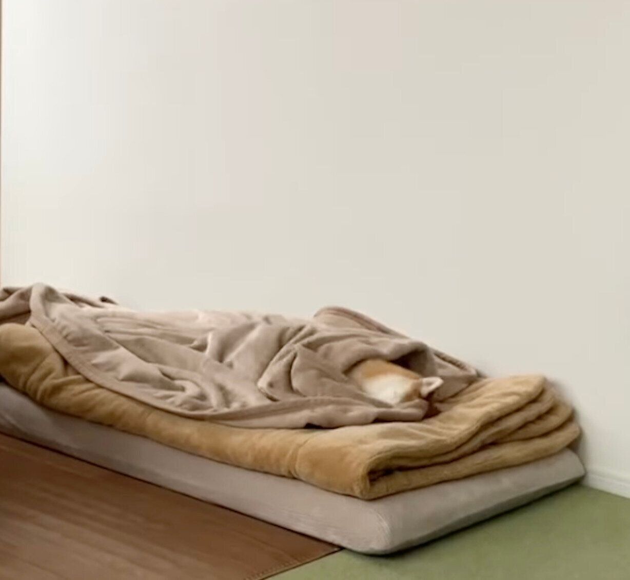 布団で眠るこてつくん