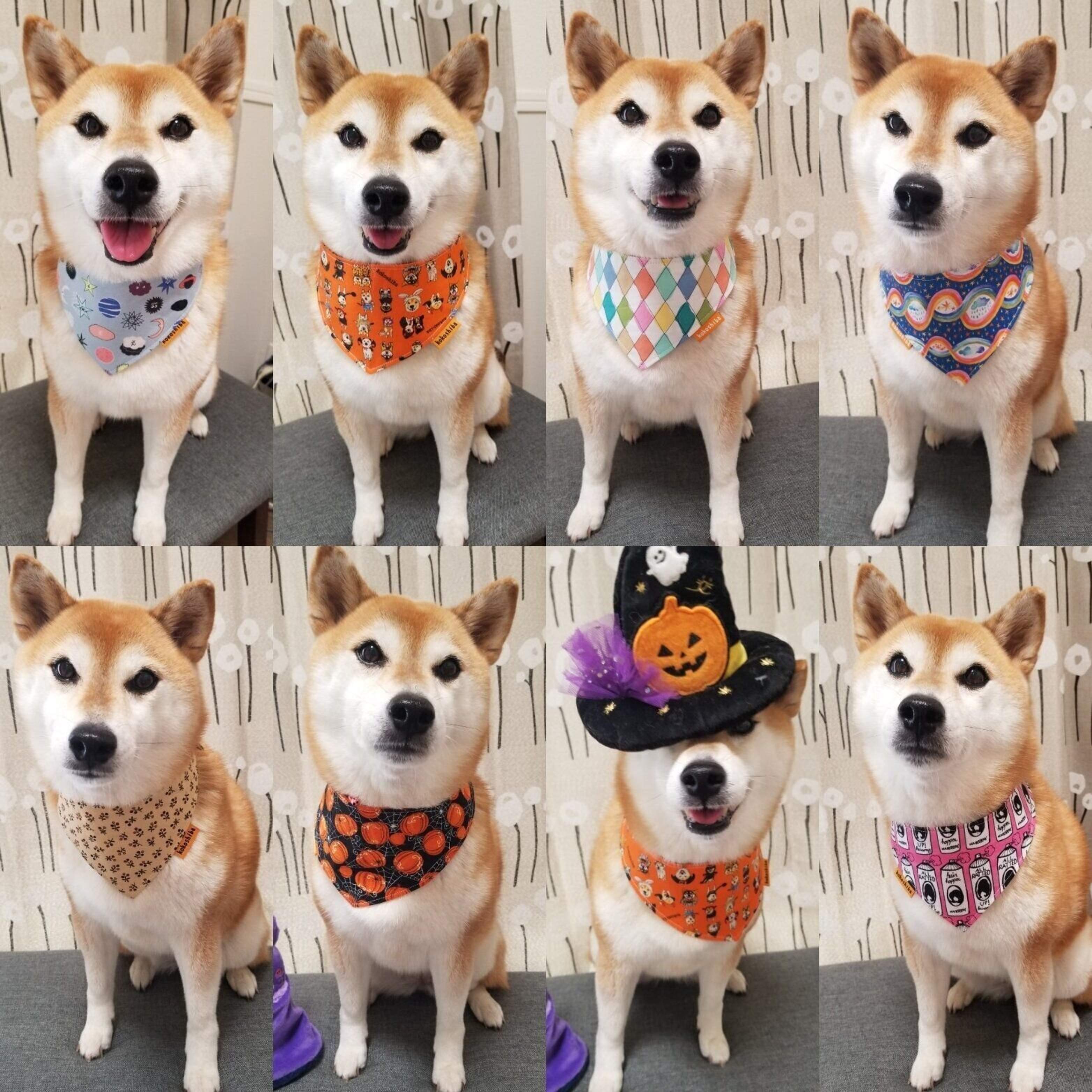 柴犬 バンダナが似合いすぎませんか 連載 ここ掘れここ柴 Vol 69 いぬのきもちweb Magazine 柴犬 バンダナが似合いすぎませんか 連載 ここ掘れここ柴 Vol 69 いぬのきもちweb Magazine
