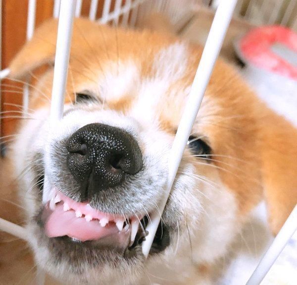 変顔する秋田犬