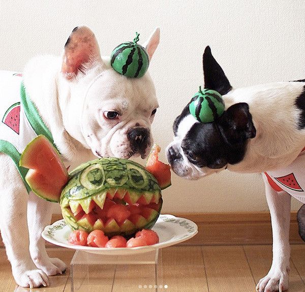 フレンチ・ブルドッグとボストン・テリア