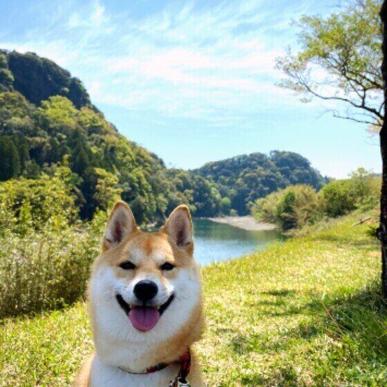 柴犬