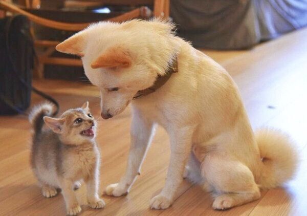 見つめ合う麦くんとラテちゃん
