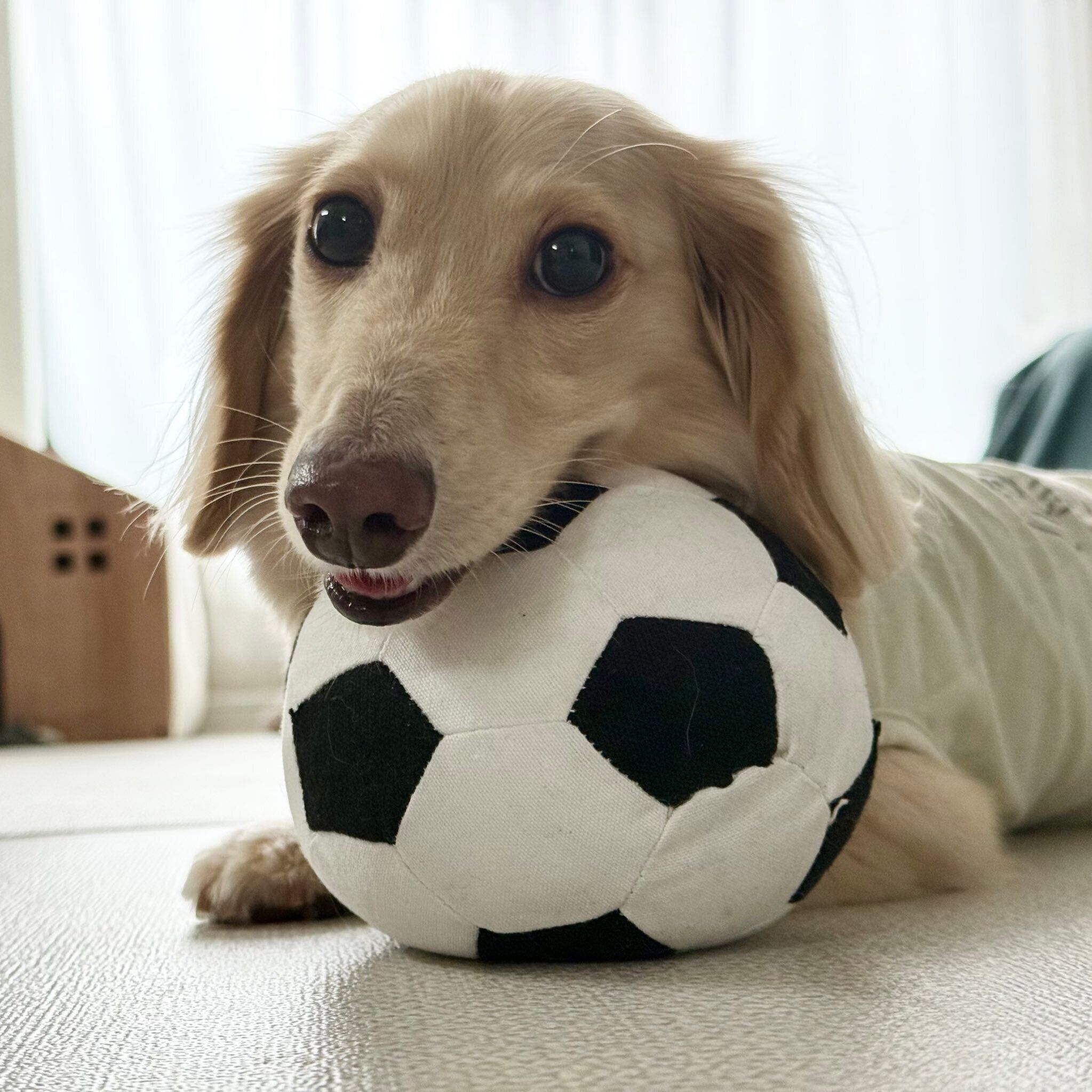 サッカーボールのおもちゃで遊ぶマロンくん
