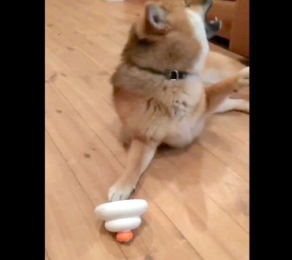 おもちゃで遊ぶおにぎりちゃん