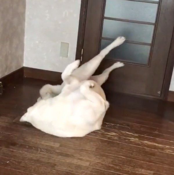 ゴロゴロする紀州犬