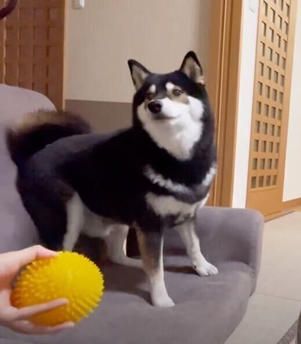 ボール遊びが大好きな柴犬 張り切って遊び始めるも疲れてきてスイッチオフに 笑 いぬのきもちweb Magazine ボール遊びが大好きな柴犬 張り切って遊び始めるも疲れてきてスイッチオフに 笑 いぬのきもちweb Magazine