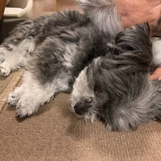 家族にくっついて眠るウルルくん
