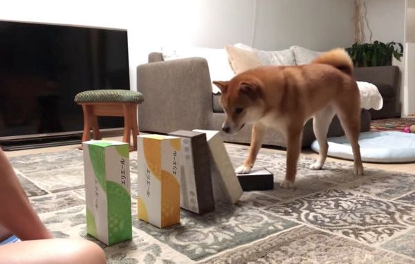 芸を習得した柴犬