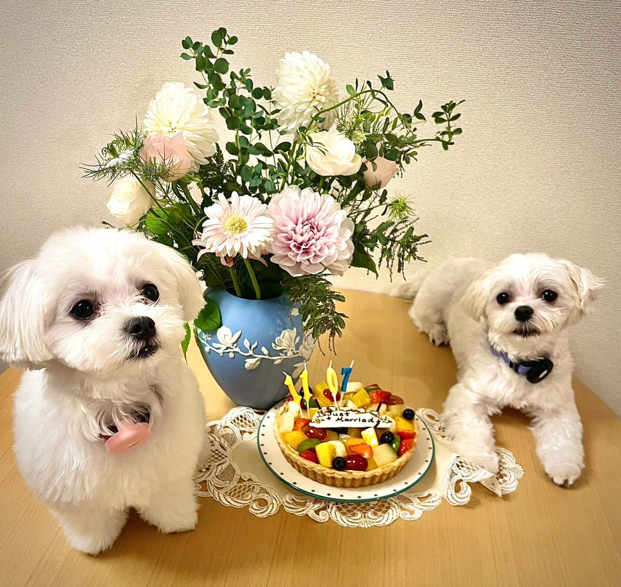 2匹のマルチーズ