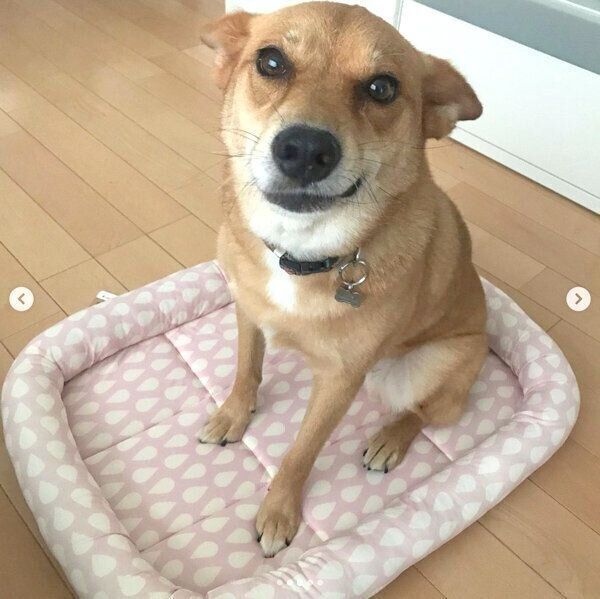 布団をもらって嬉しそうな柚ちゃん