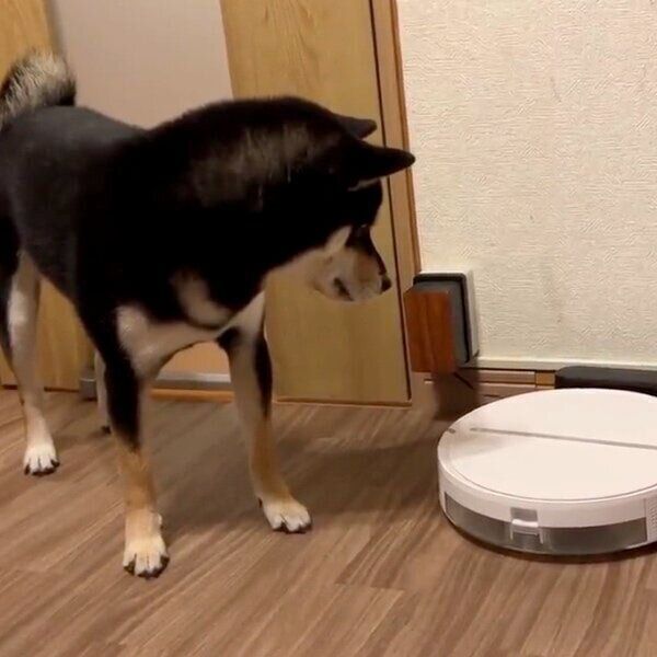 お掃除ロボットを見つめるすみくん