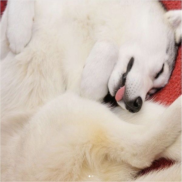 シベリアン・ハスキー