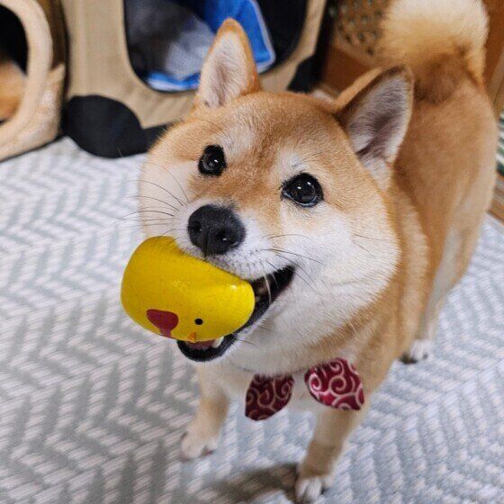 早く投げて〜♪