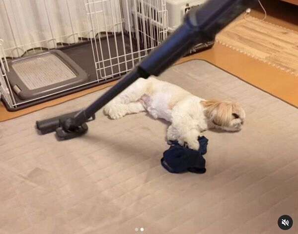 掃除機にまったくビビらないつぶちゃん