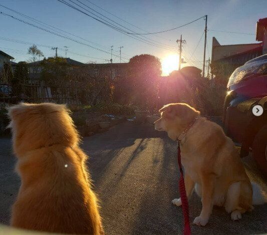 自宅で初日の出を見るMIXのひなちゃんとメイちゃん