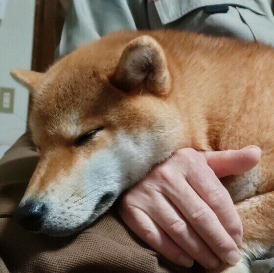 あごをのせる椿ちゃん（柴）