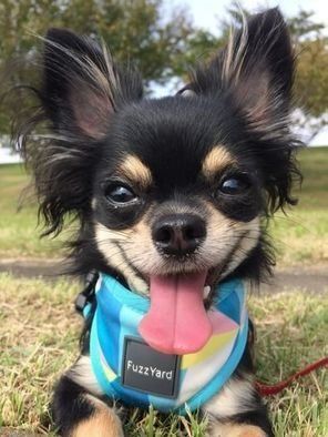 散歩を楽しむチワワ