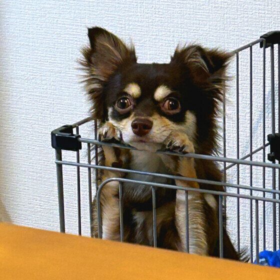 チワワのちょこすけくん