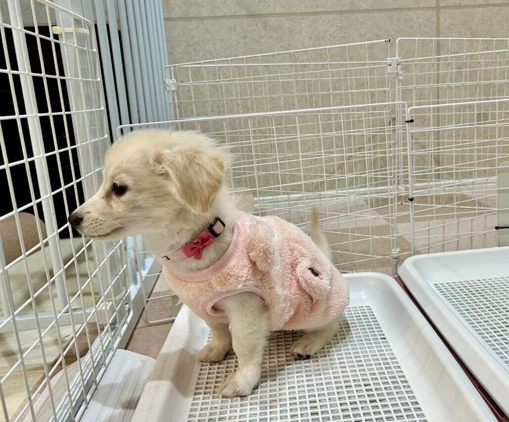 生後4カ月頃の犬