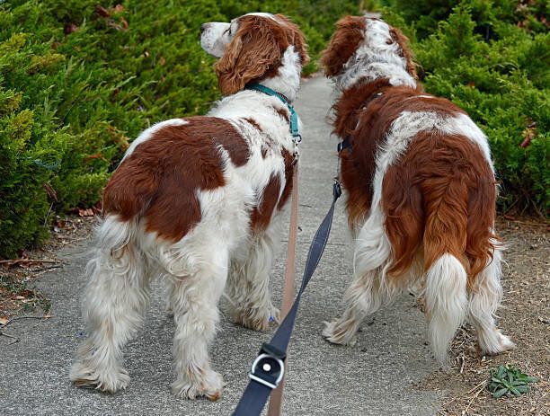 ウェルシュ スプリンガー スパニエルの特徴と性格 飼い方 価格相場など 犬図鑑 いぬのきもちweb Magazine