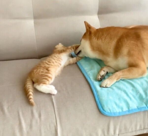 ぷくちゃんと、生後2カ月頃のりんくん