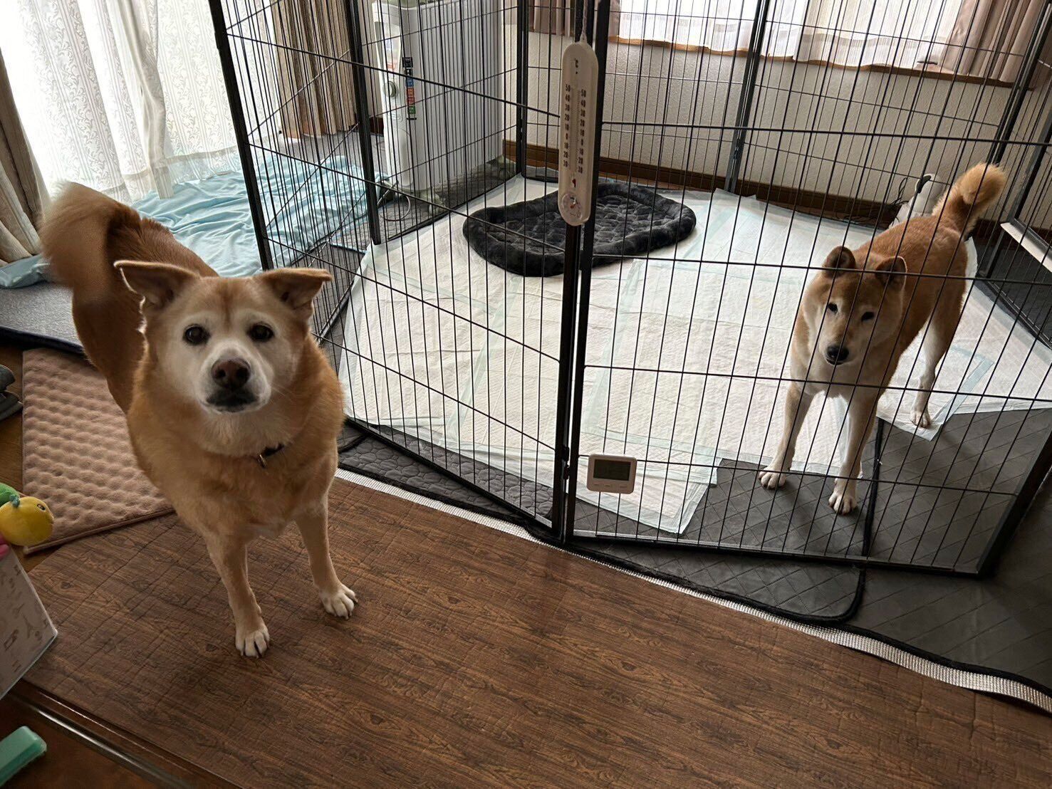 預かりをしていた金平糖くん（こんちゃん）とメリーちゃん