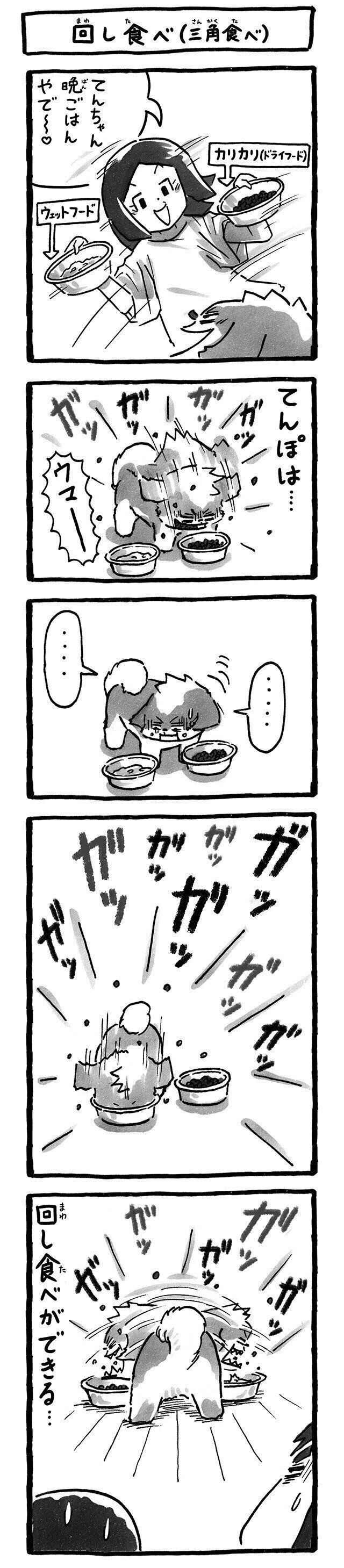 シーズー犬マンガてんぽshihtzu