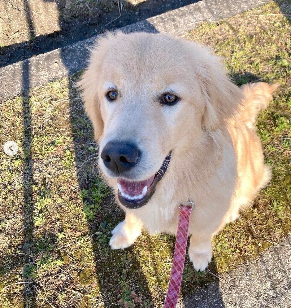 散歩を楽しむミィちゃん