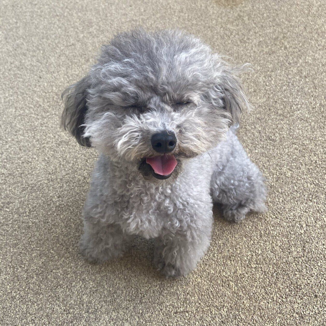 「あたりの笑ったときの表情は本当にたまりません」と飼い主さんが