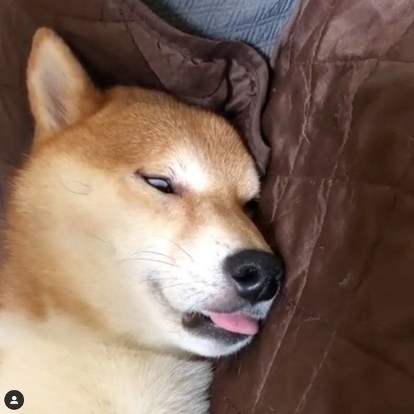 衝撃の寝顔の柴犬