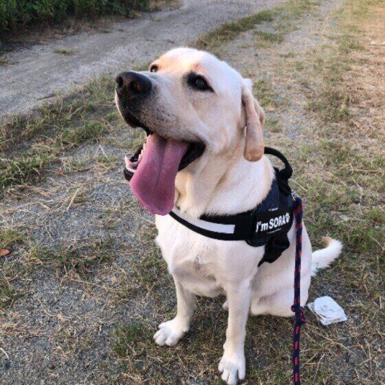 お散歩するラブラドール・レトリーバー