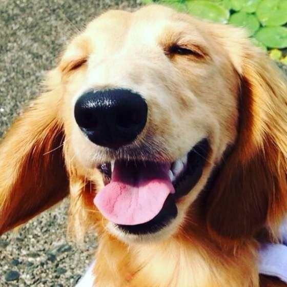 ミニチュア・ダックスフンド