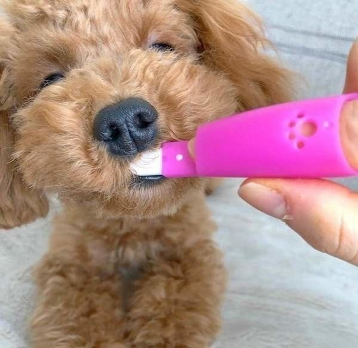 獣医師監修 犬の口臭対策 原因やサプリメントなどケア方法まで いぬのきもちweb Magazine 獣医師監修 犬の口臭対策 原因やサプリメントなどケア方法まで いぬのきもちweb Magazine