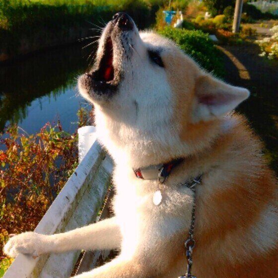 朝日に向かって遠吠えする柴犬のタロくん