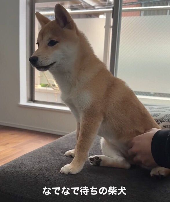 なでられ待ちのたまごちゃん