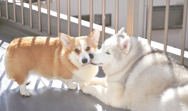 仲良しなキャリーちゃんとムギちゃん