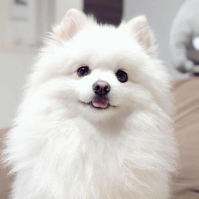 舌をちょろっと出すくまちゃん