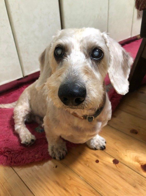 ダックスフンド