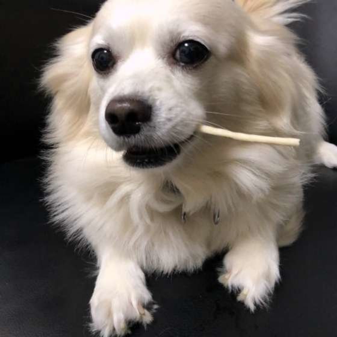 犬に大根を与えてもいい 大根を犬に与えるメリットは いぬのきもちweb Magazine 犬に大根を与えてもいい 大根を犬に与えるメリットは いぬのきもちweb Magazine