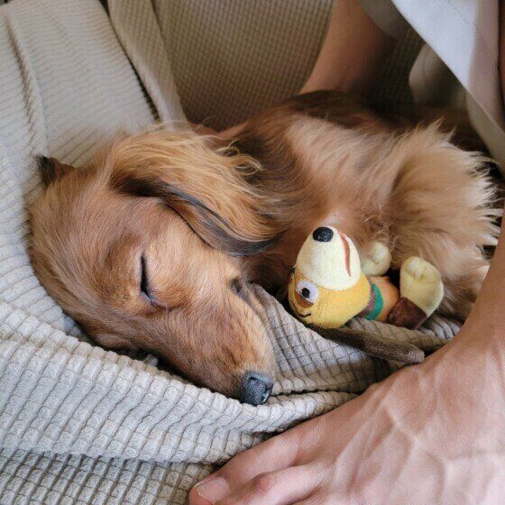 ミニチュア・ダックスフンドのロビンちゃん