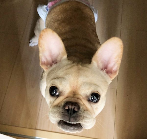 眉毛がすごい犬