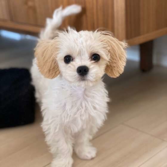 フローリングの上のチワプー