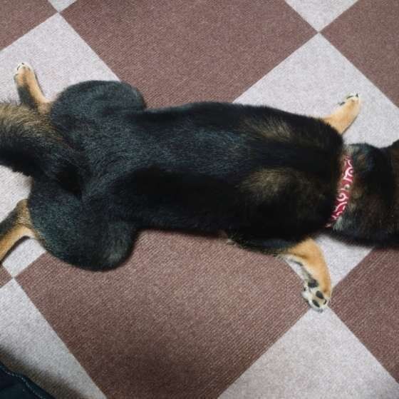 柴・さくらちゃん・ぺたんこ