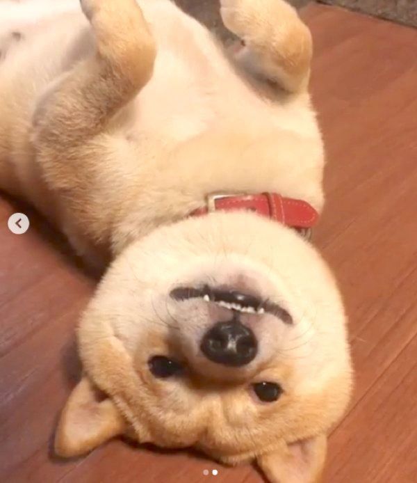 背中におもちゃを隠す豆柴