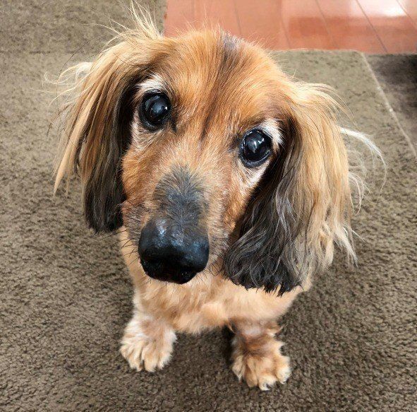 愛犬のミニチュア・ダックスフンド